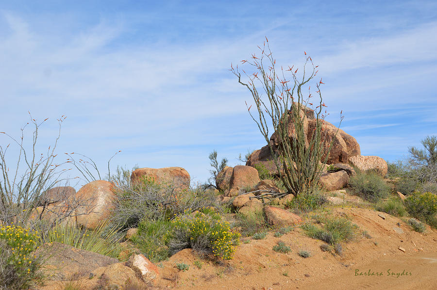 Spiny Cactus Wickenburg Arizona Painting by Barbara Snyder
