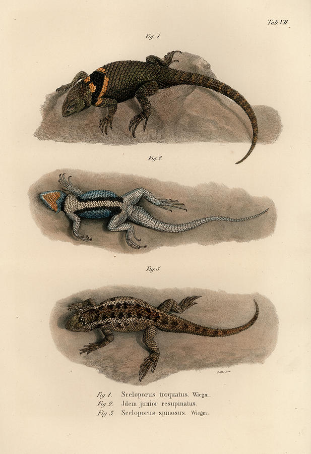 Spiny Lizards, Sceloporus Drawing by Carl Wilhelm Pohlke