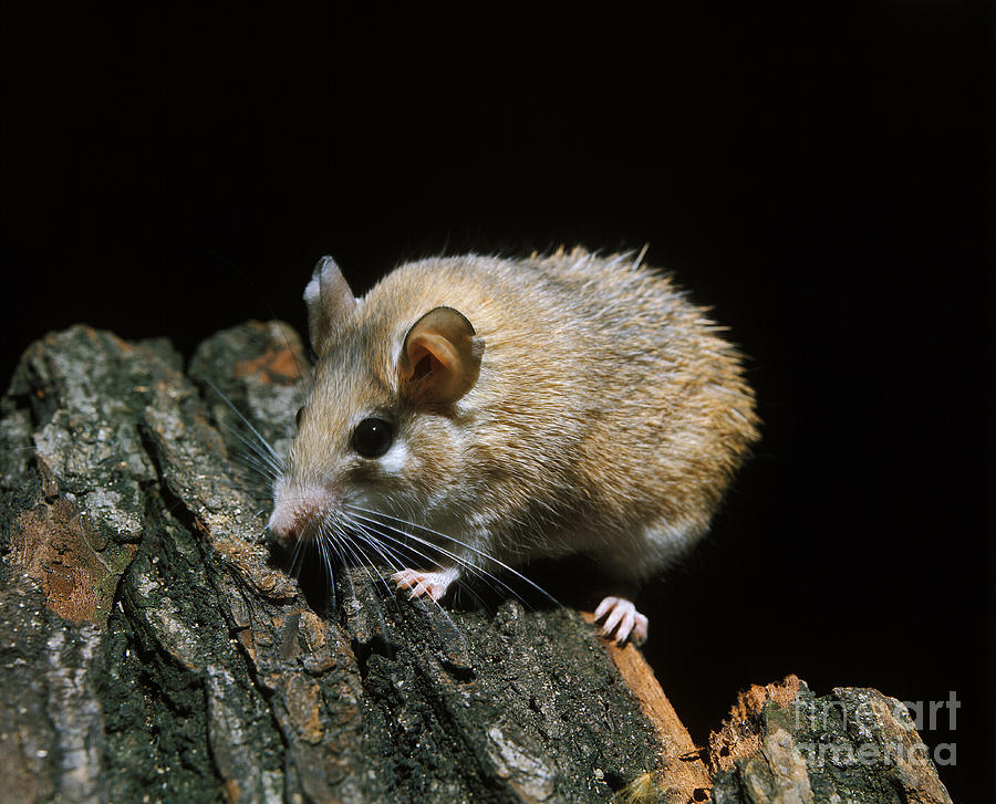 african spiny mouse