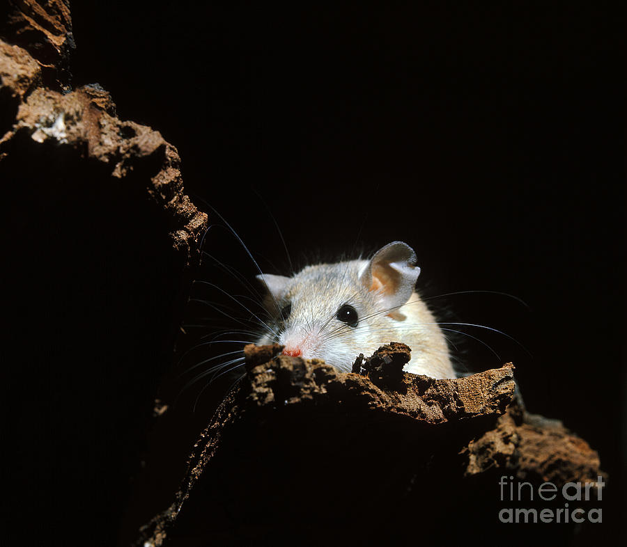 Spiny Mouse Acomys Dimidiatus Photograph by Gerard Lacz