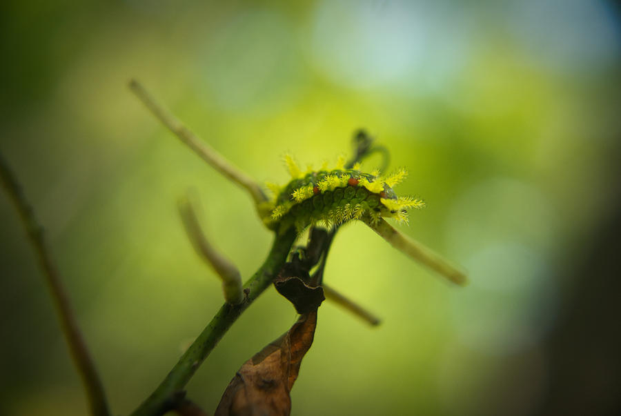 Spiny Oak Slug Moth 2 Photograph by Douglas Barnett - Fine Art America