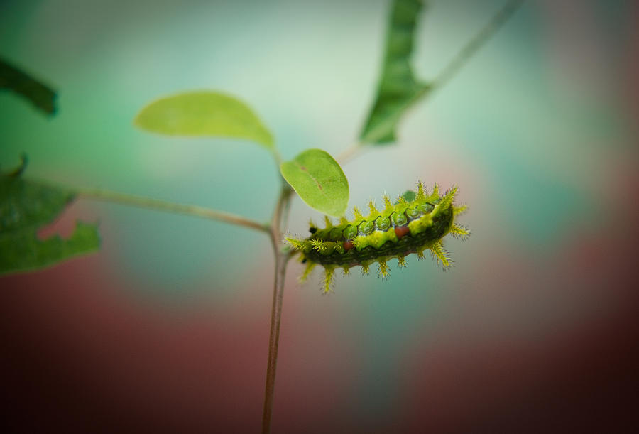 Spiny Oak Slug Moth 3 Photograph by Douglas Barnett - Fine Art America