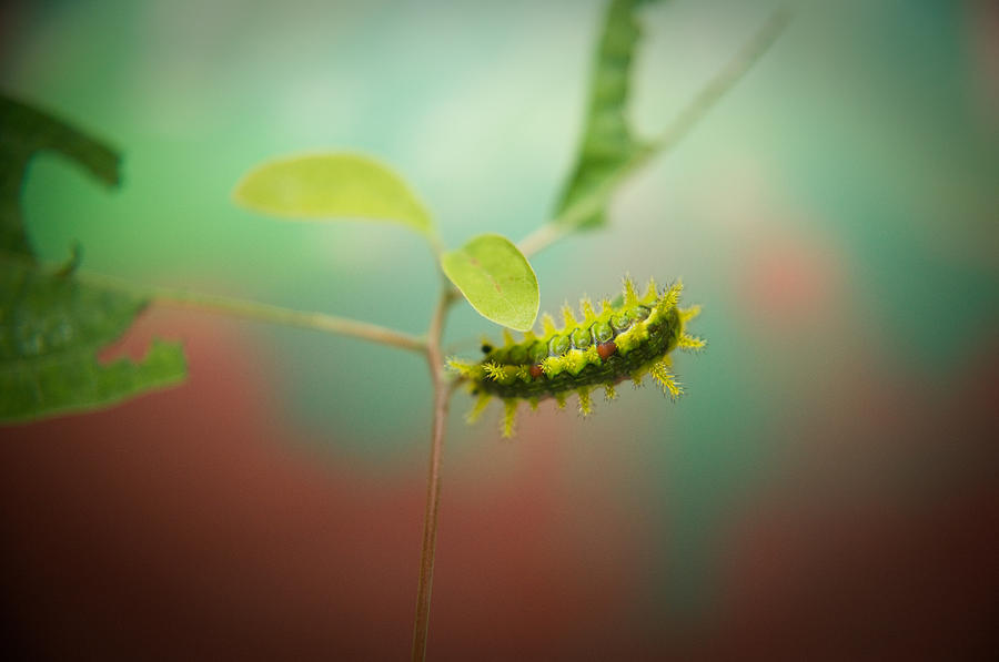 Spiny Oak Slug Moth 4 Photograph By Douglas Barnett - Fine Art America