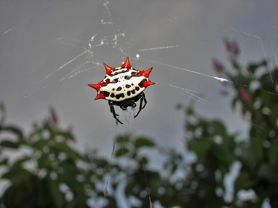 Spider Photograph - Spiny Orb Weaver by Carl Moore