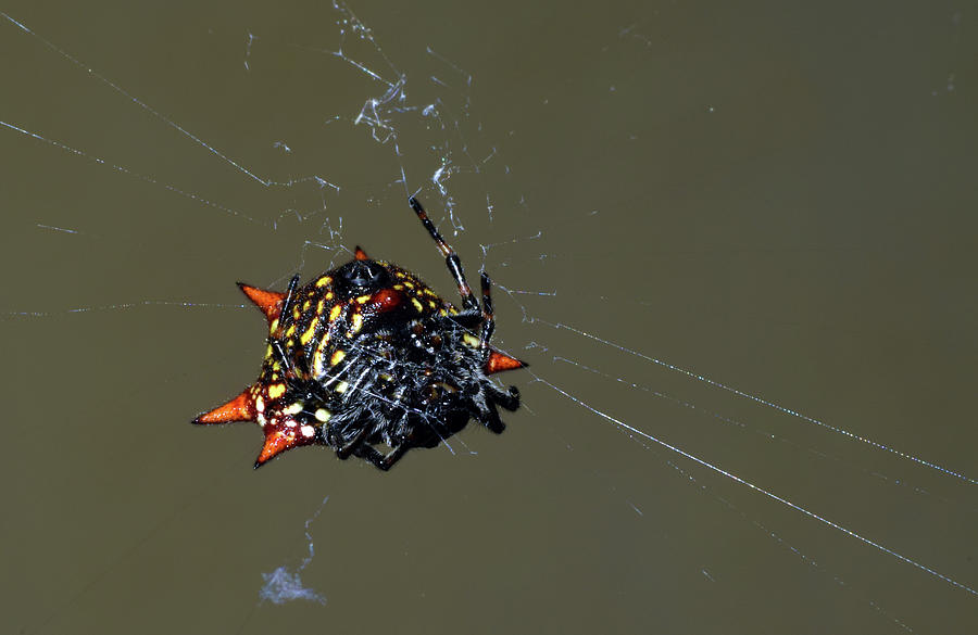 Spiny Orb Weaver Photograph by Larah McElroy