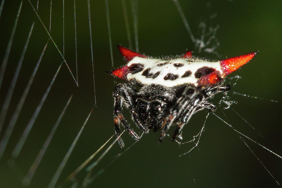 Spiny Orb Weaver Photograph by Paul Rebmann
