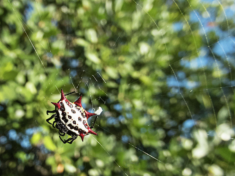 Spiny Orb Weaver Spider Photograph by Bob Slitzan