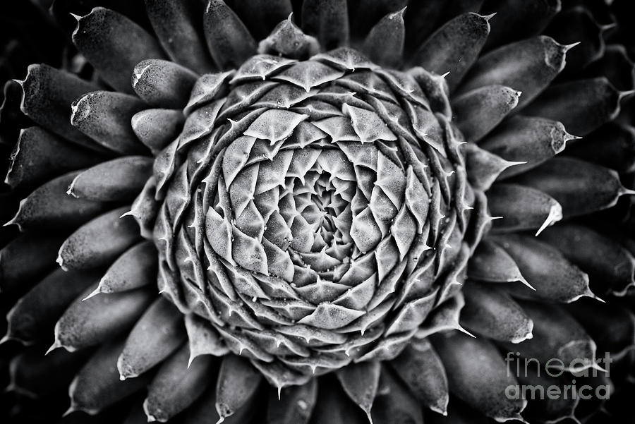 Pattern Photograph - Spiny Pennywort Monochrome by Tim Gainey