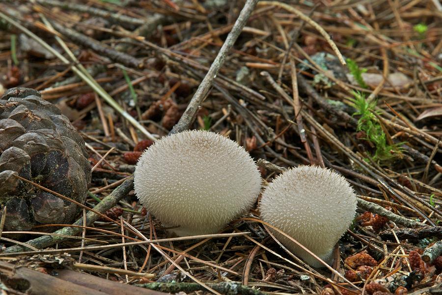 Spiny Puff Balls Photograph by Michael Peychich