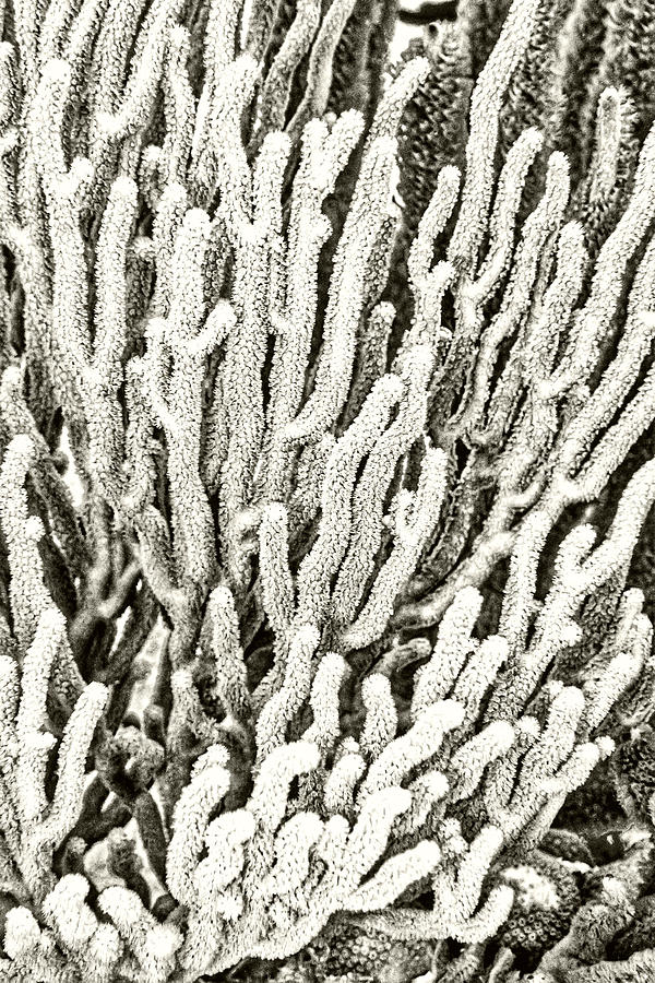 Spiny Sea Fan Coral Photograph by Perla Copernik