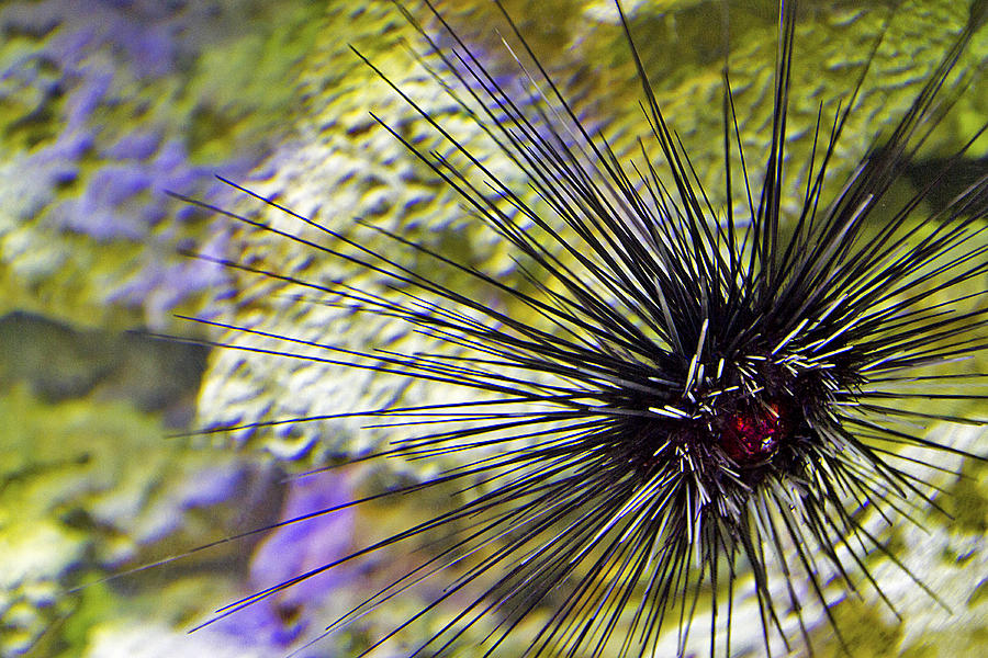 Spiny Sea Urchin Photograph by Bob Slitzan