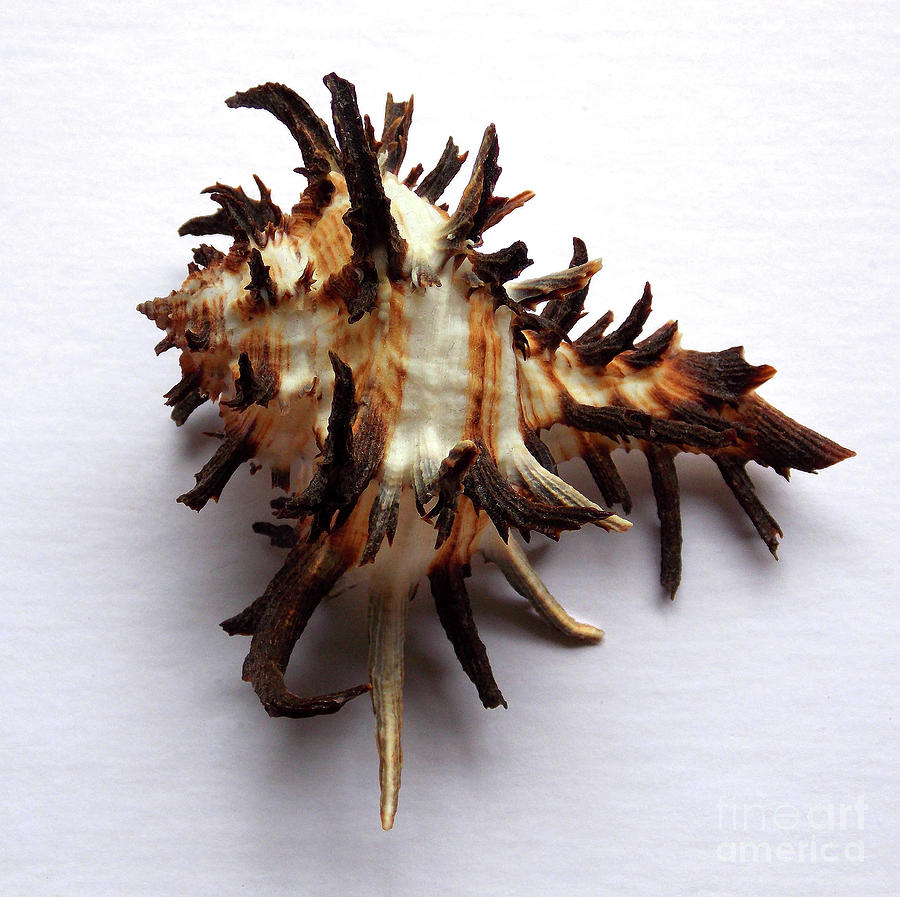 Spiny Photograph by Skip Willits
