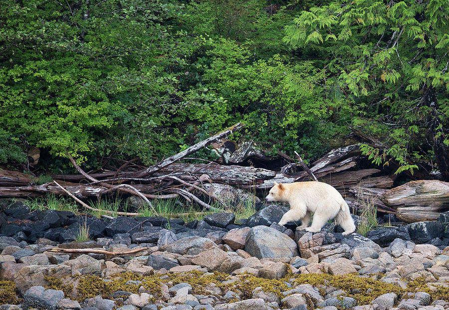 Spir Bear Patrol Photograph by Max Waugh