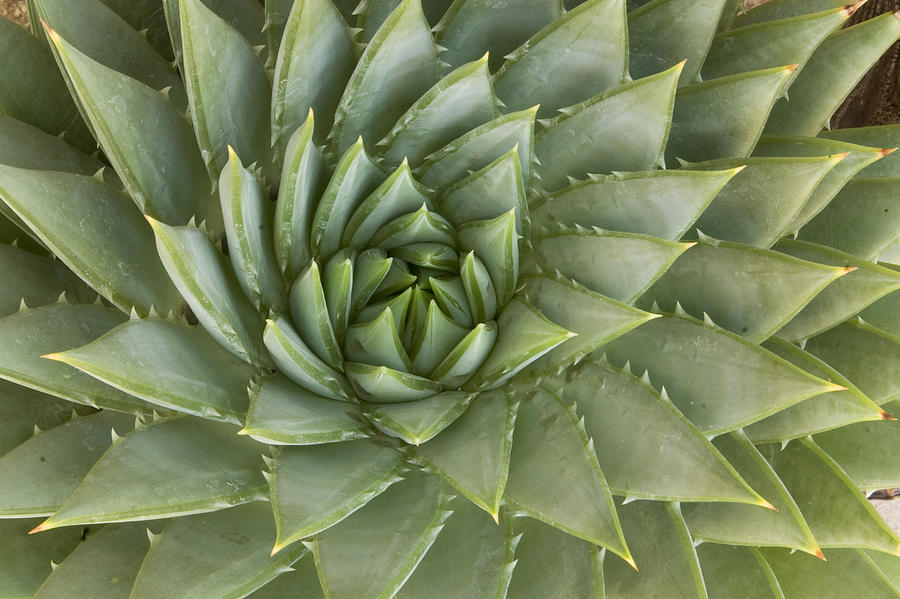 Spiral Aloe Santa Cruz California Photograph by Sebastian Kennerknecht