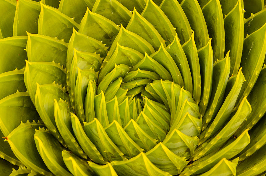 spiral aloe southern california