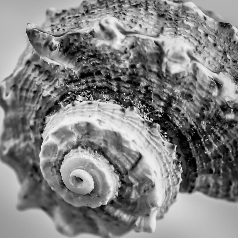 Spiral Crustacean Photograph by Hermes Fine Art