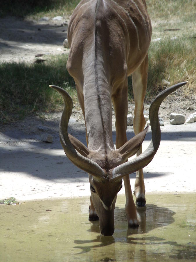 Spiral Horned Antelope Photograph - Spiral Horned Antelope Drinking by Colleen Cornelius
