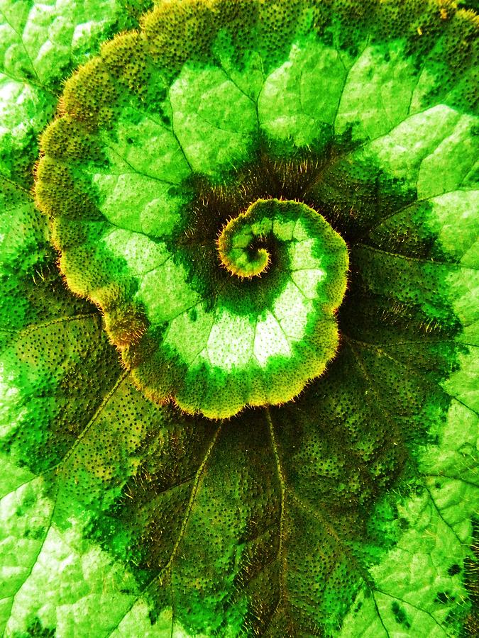 Spiral Leaf Photograph by Michael Ramsey