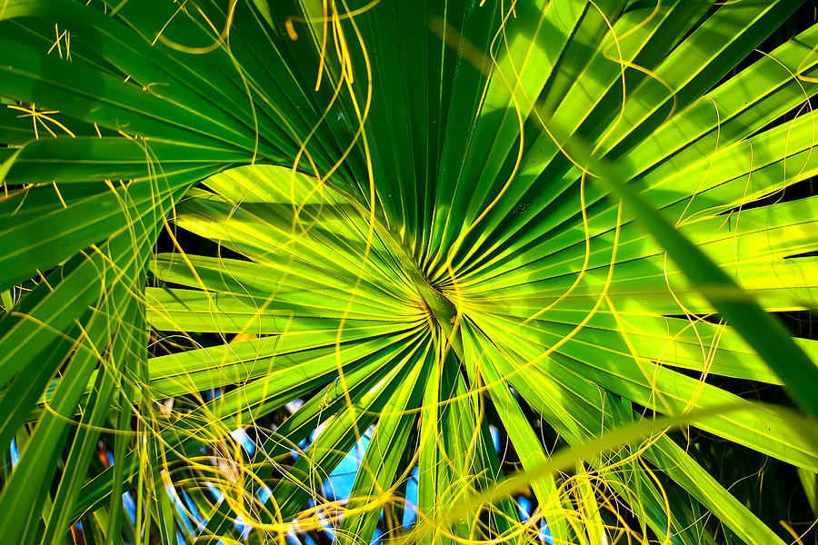 Spiral Palm Photograph by Krystal Billett - Fine Art America