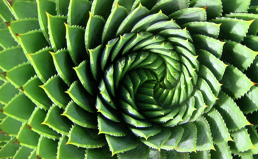 Spiral Plant Photograph by Marcus - Art America