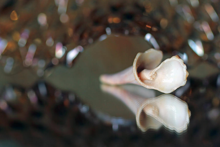 Shell Photograph - Spiral Reflections by Angela Murdock