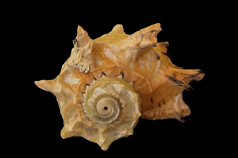 Spiral Shell Photograph by Richard Goldman