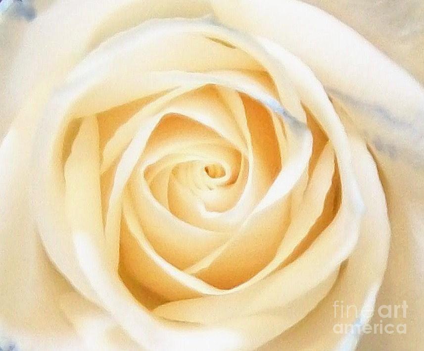 Spiral Rose Photograph by Marsha Heiken - Pixels