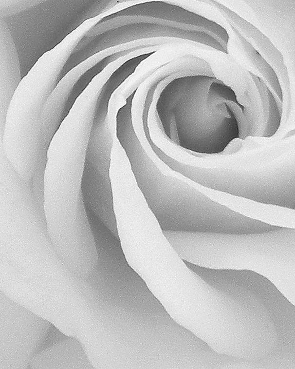 Spiral Rose Photograph by Michael Ramsey