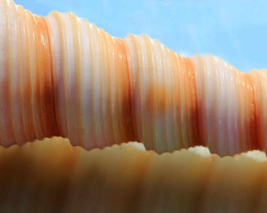 Spiral seashell Photograph by Angela Murdock