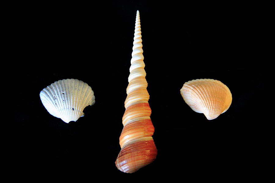 Spiral Shell on Black Background Photograph by Angela Murdock