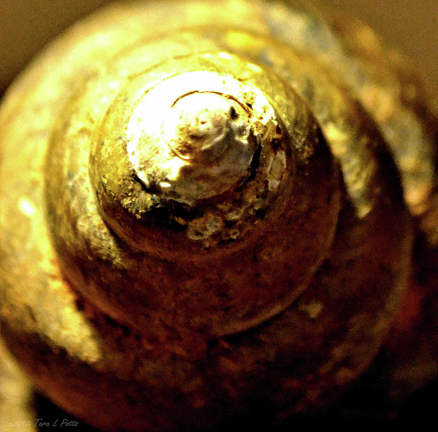 Spiral Shell Photograph by Tara Potts