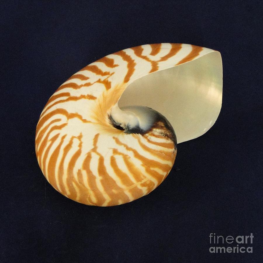 Spiral Spell of the Nautilus Photograph by Barbie Corbett-Newmin