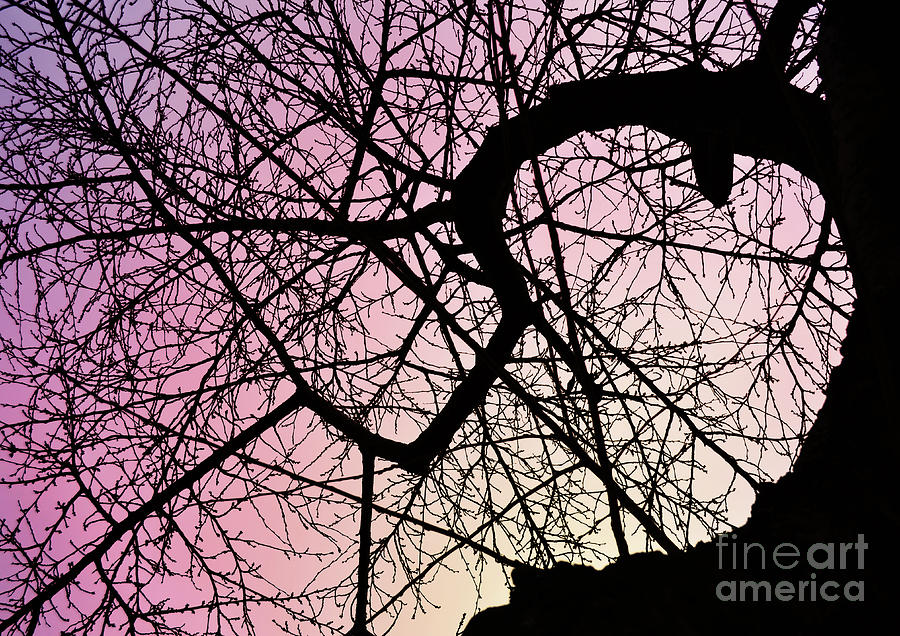 Spiral Tree by Glowing Pixie Spiral Tree by Glowing Pixie