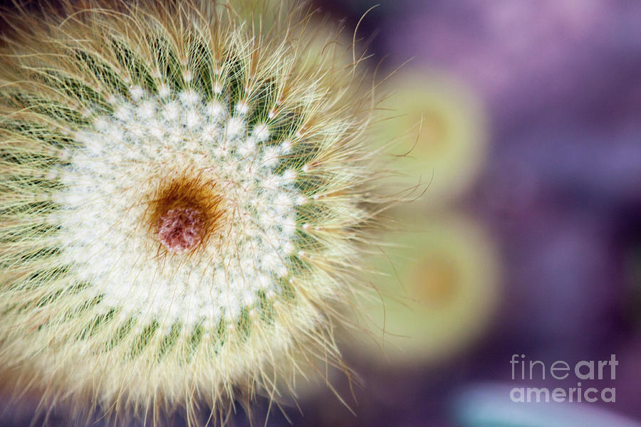 Spiraling by Ana Mireles Spiraling by Ana Mireles