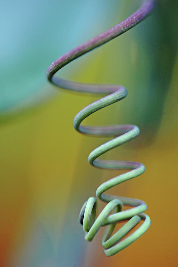 Spiraling Photograph by Debbie Oppermann