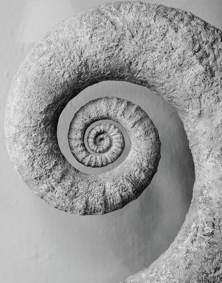 Spiraling Photograph by Rand Ningali