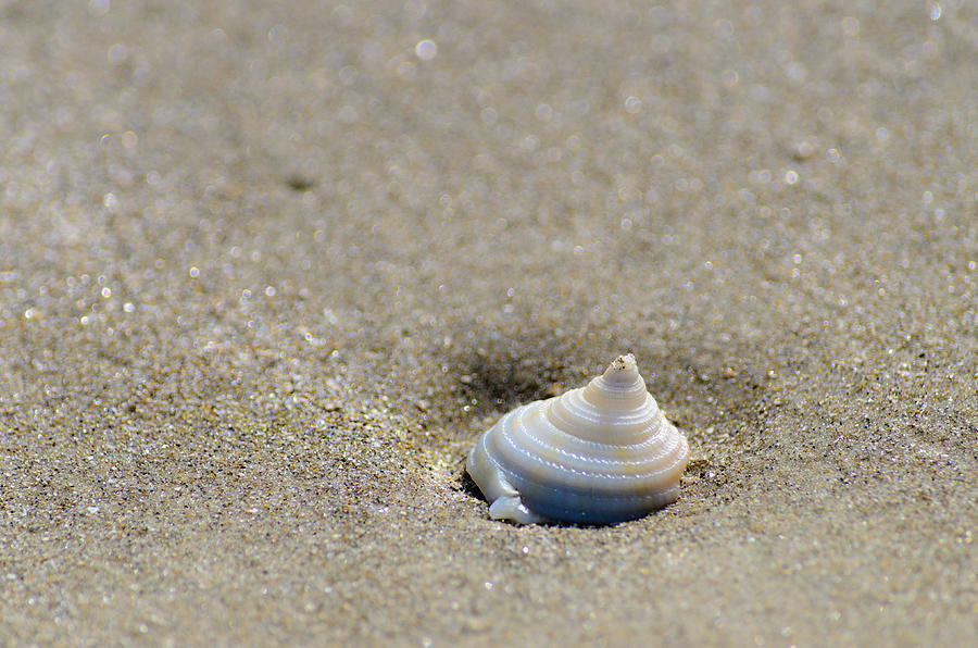 Spiraling Seashell on the Beach Photograph by Debra Martz