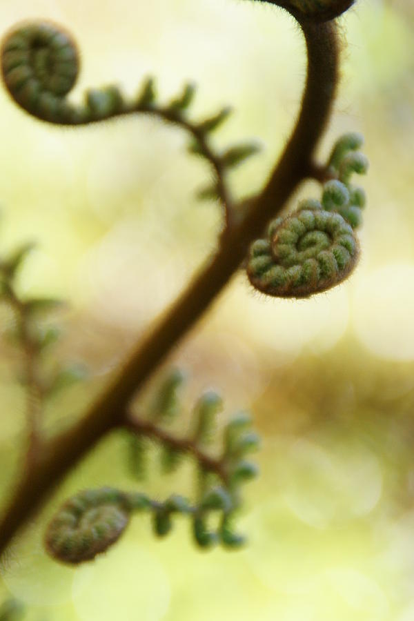 Spiralling to Life Photograph by Brandy Herren