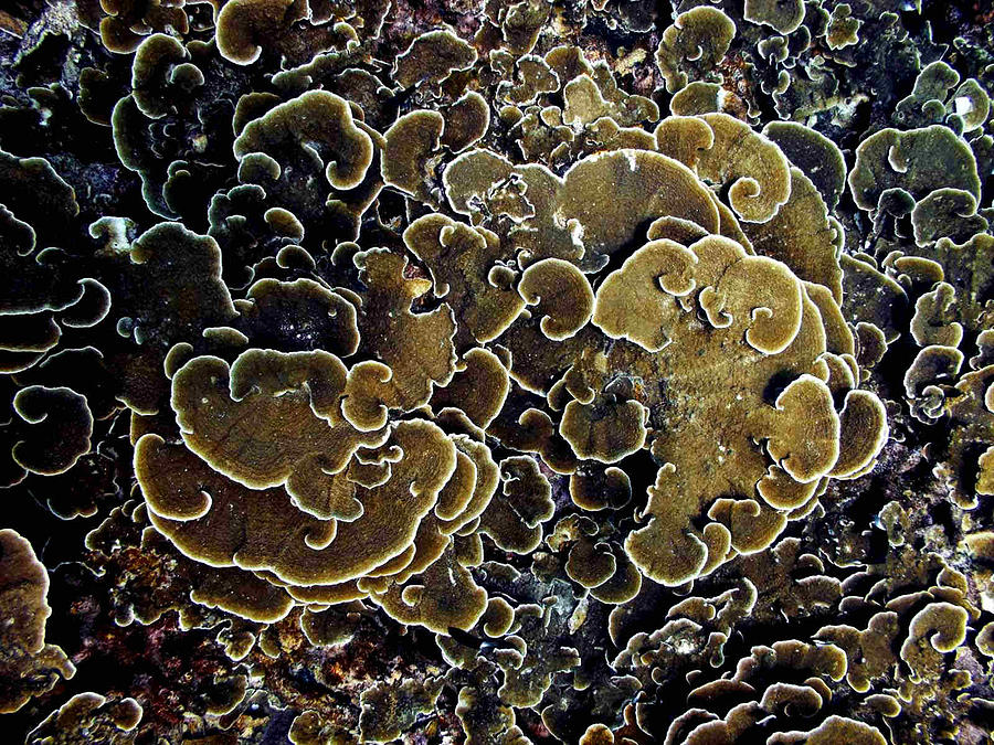 Spirals In Corals Photograph by Dragica  Micki Fortuna