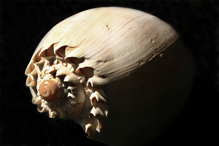 Shell Photograph - Spirals by Mary Haber