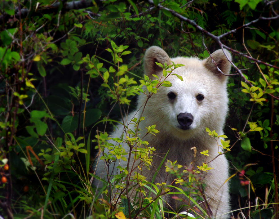 Spirit Bear aka kermode cub Photograph by Melody Watson