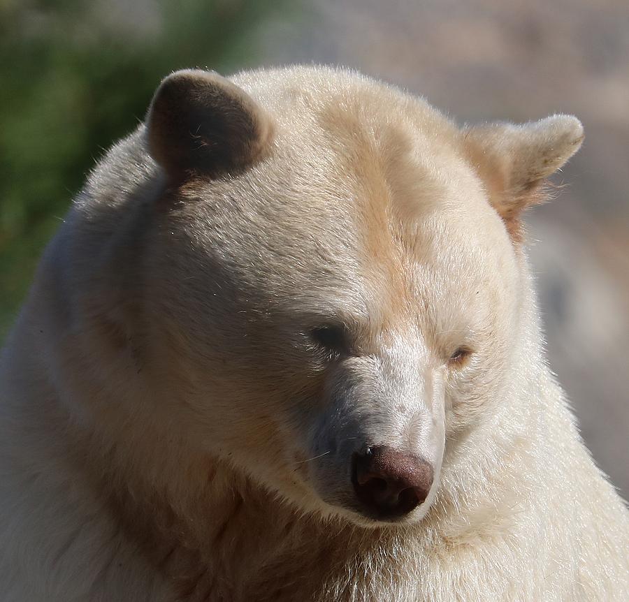 Spirit Bear Photograph by Kathleen Voort