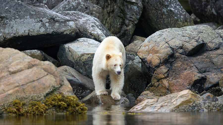 Spirit Bear on the Rocks Photograph by Max Waugh