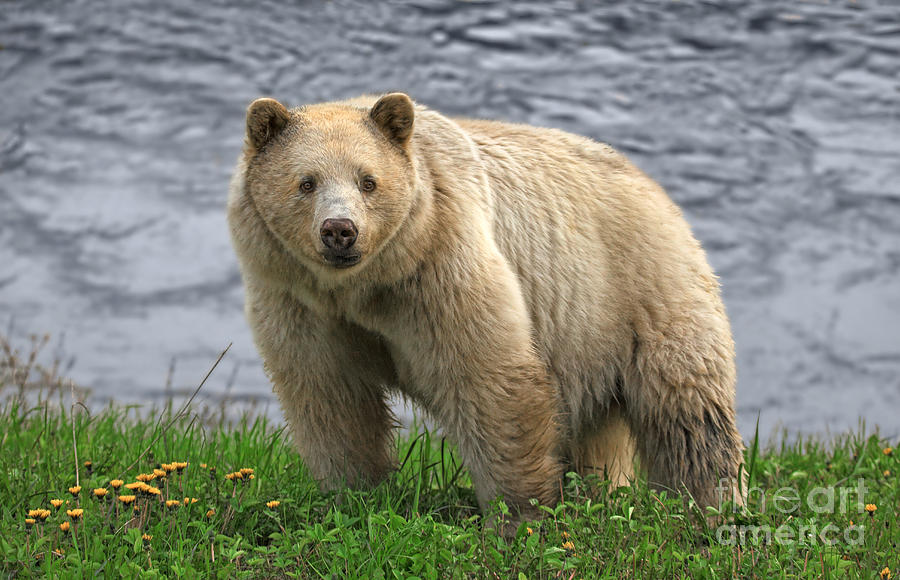 Nature Photograph - Spirit Bear by Pam Mullins