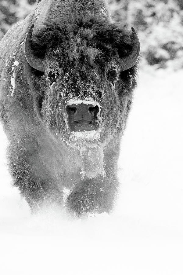 Spirit Buffalo Photograph by Sandy Sisti