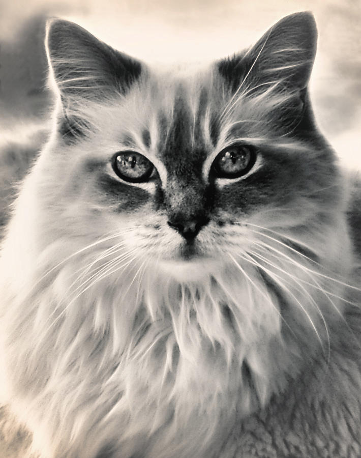Spirit Cat Photograph by Darlene Kwiatkowski