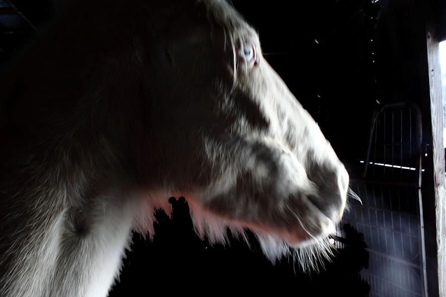 Spirit Horse Digital Art by Dawn Johansen Spirit Horse Digital Art by Dawn Johansen