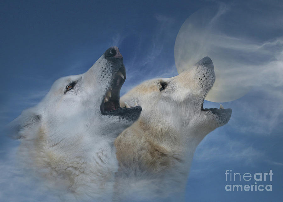 Spirit in the Sky Two Wolves Howling at the Moon Photograph by