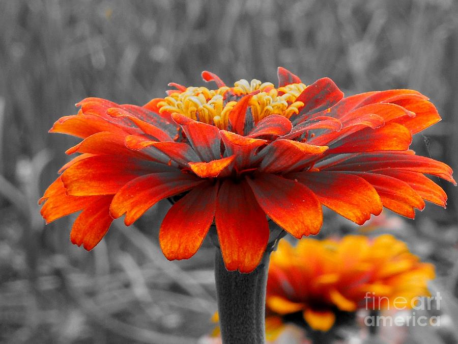 Flower Photograph - Spirit Lifter by Chad and Stacey Hall