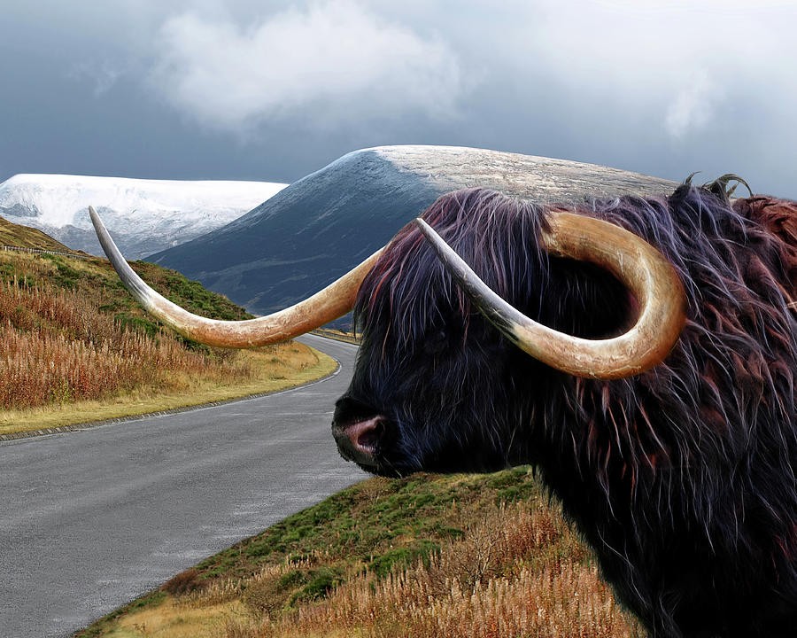 Spirit Of Scotland Highland Cow Photograph by Gill Billington